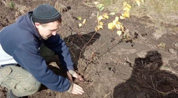 В Барнауле высадили молодые ели и яблони