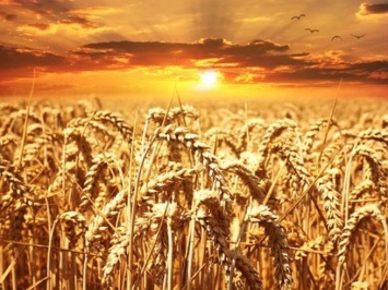 Россия достигла второго по величине урожая пшеницы в истории