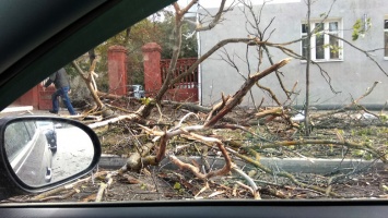 В центре Белгорода упавшее дерево едва не зацепило машины