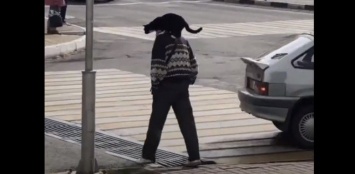 Как в Белгороде коты дорогу переходят