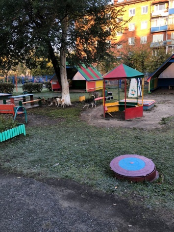 Кемеровчане пожаловались на нашествие бездомных собак в детскому саду