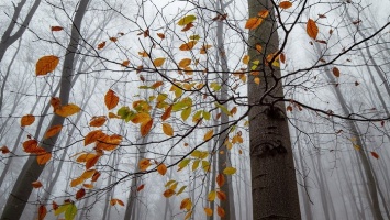 Стало известно, какая будет погода в октябре в Алтайском крае
