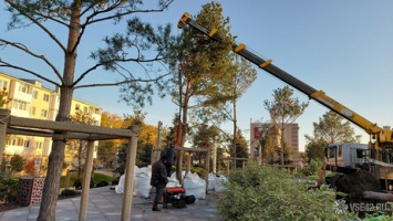 Рабочие выкопали деревья в кемеровском Парке Ангелов