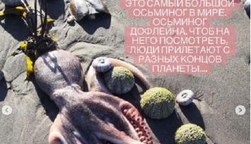 Тысячи морских животных погибли на Камчатке