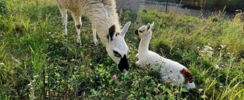 Малыш ламы родился в калужском зоопарке