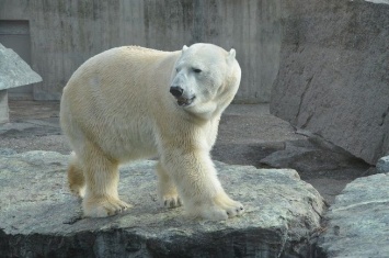 Житель Якутии чудом остался в живых после встречи с белым медведем