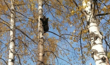 Кузбассовцы обнаружили медвежонка на дачных участках