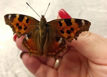 Амурчанку удивила залетевшая посреди октября в дом бабочка