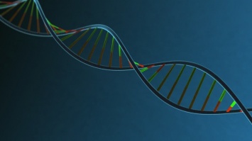 Ученые нашли в геноме человека ДНК загадочных видов