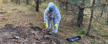 В Калужской области обнаружили зараженный чумой несанкционированный скотомогильник