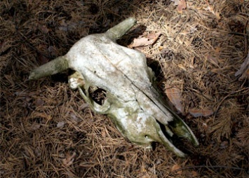 На территории Приамурья насчитали 223 «ничьих» скотомогильника