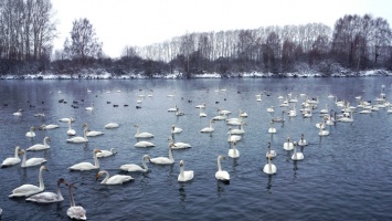 На незамерзающее озеро на Алтае прилетели уже 140 лебедей