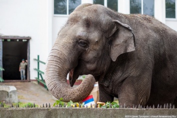 Слониха Преголя из Калининградского зоопарка отмечает 50-летний юбилей