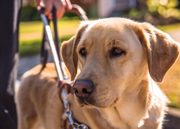 Пять собак-проводников живут с амурчанами, потерявшими зрение