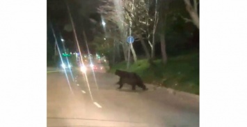 В столице Камчатки ночью медведь хозяйничал в частном дворе