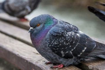 Желавший съесть голубя мужчина умер в Новосибирской области