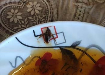 В благовещенском кафе посетители нашли таракана в своей тарелке