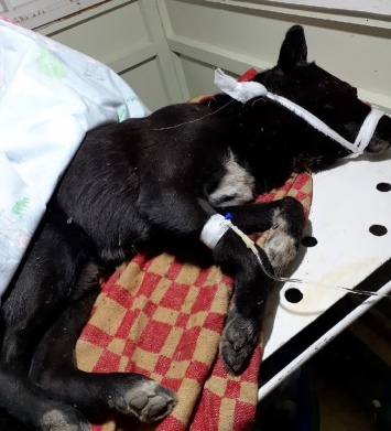 Собака из Медвежьегорска начинает новую жизнь после жестоких издевательств