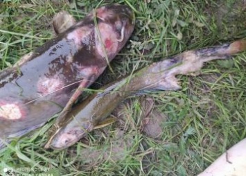 Природоохранная прокуратура проверит сообщения о рыбе в язвах в Приамурье