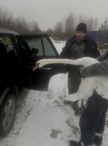 В Югре спасли лебедя, который плавал по заснеженному водоему