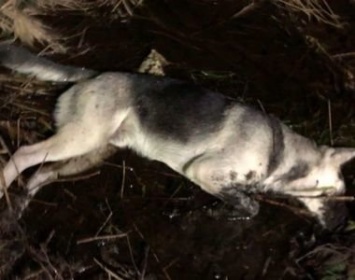 Беспредел в Деревянном. Средь бела дня в карельском селе убили четырех собак (видео) (18+)