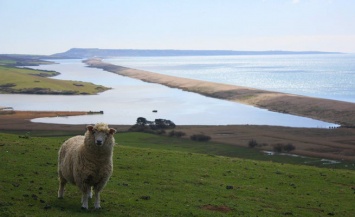 Тысячи овец погибли при кораблекрушении у берегов Румынии