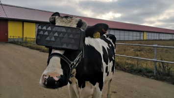Подмосковные фермеры показали коровам виртуальную реальность ради надоев