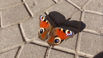 Бабочка «Павлиний глаз» летала по Барнаулу 21 октября