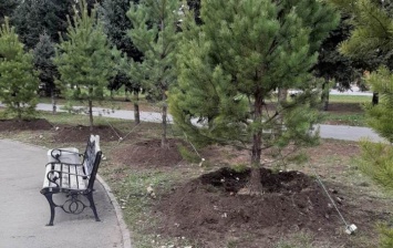 10 кедров посадили на площади Мира в Барнауле