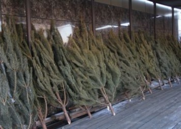 Новогодние елки в Благовещенске можно будет купить в 60 точках