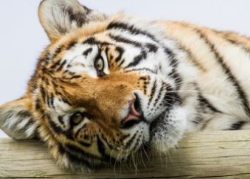 Браконьерам, убившим тигра Павлика, предъявили обвинение
