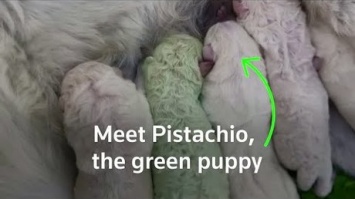 Белоснежная собака родила щенка с зеленой шерстью в Италии