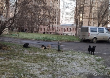 Стая бродячих собак обосновалась в центре Кемерова