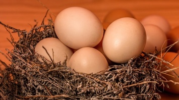 Диетологи рассказали, чем отличаются яйца с темной и белой скорлупой