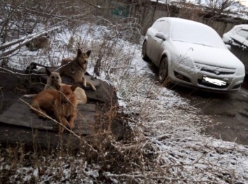 Жительница Белова обнаружила стаю "добрых" бродячих собак около школы