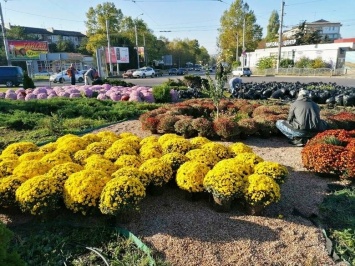 Хризантемы, розы и барбарис: в Симферополе украшают транспортные кольца, - ФОТО