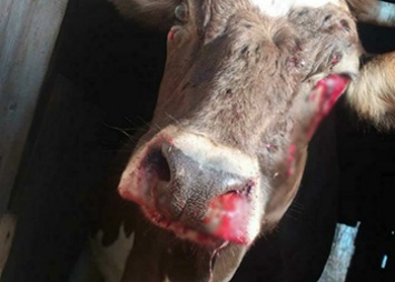 В Бурейском районе коровы вернулись с пастбища с огнестрельными ранениями