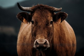 Три коровы погибли в результате ДТП на Сахалине