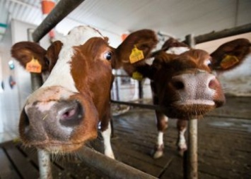 В Приамурье серьезно вырастут штрафы за сокрытие фактов падежа скота