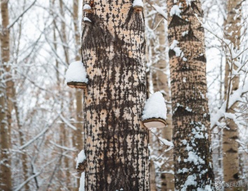 Нарубивший дрова в лесу кузбассовец получил штраф в 169 000 рублей