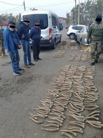 В Белгороде будут судить контрабандистов рогов сайгака