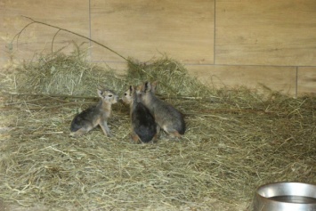 В зоопарке патагонские мары Боец и Тучка родили трех малышей (фото)