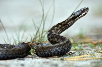 Жители Подмосковья обнаружили змею на своем балконе