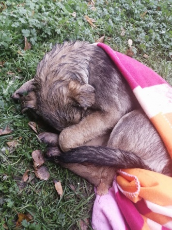 Сбитые щенки сутки пролежали на улице около ветеринарного участка в Новокузнецке