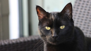 Бийские приюты отказались отдавать черных котов в канун Хэллоуина