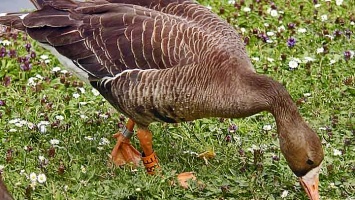 Спустя 70 лет в алтайском заповеднике заметили редких гусей
