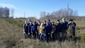 «Сад памяти». 250 саженцев сосны высадили в Алтайском крае