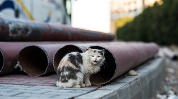 На теплотрассах Барнаула могли с комфортом перезимовать 10 тысяч котов