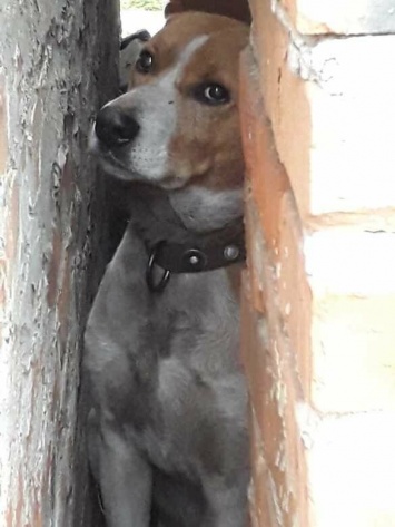 Под Белгородом спасли застрявшую между стен собаку