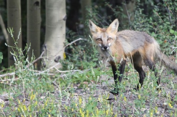 Дикие лисы стали терроризировать несколько сел в Оренбургской области